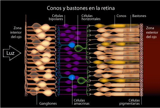 Corte transversal de la retina del ojo humano mostrando los conos y bastones.