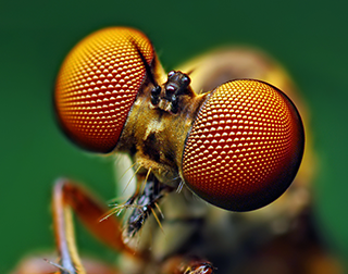 Imagen macrofotográfica de los ojos de un insecto.