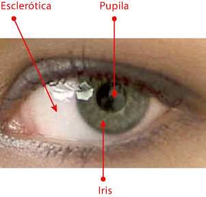 El ojo humano.